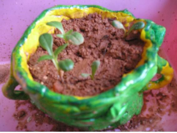 (click)내가 만든 화분